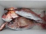 170409-7.jpg