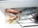170427-4.jpg