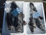 180624-7.jpg
