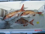 0306-5.jpg