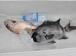 170417-3.jpg