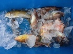 180623-5.jpg
