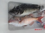 190407-4.jpg
