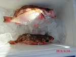 190418-1.jpg