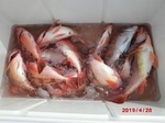 190428-1.jpg