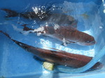 200602-2.jpg