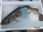200806-2.jpg